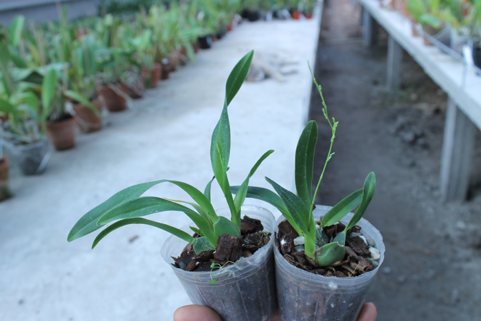 Oncidium cheirophorum.jpg