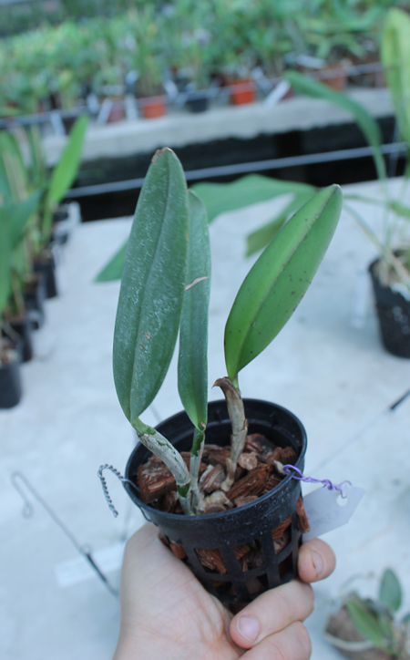 Cattleya schilleriana sem pintas x Cattleya schilleriana petalas largas.jpg