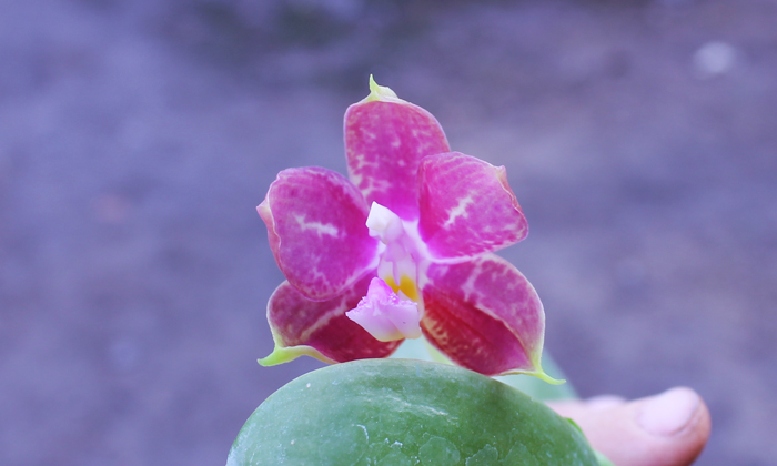 Phalaenopsis Yaphon Red Jewel x Ld's Bear King.jpg