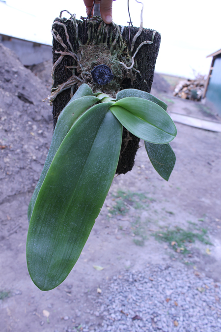 Phalaenopsis gigantea.jpg