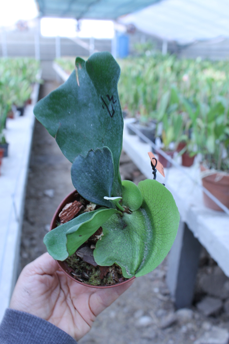 Platycerium hillii.jpg