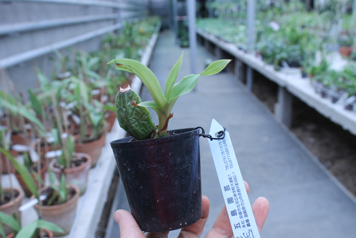 Lycaste Shonan Melody.jpg