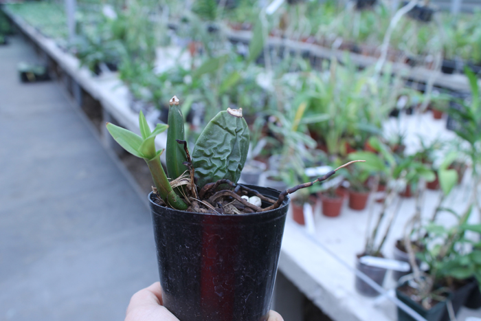 Lycaste Valentine.jpg