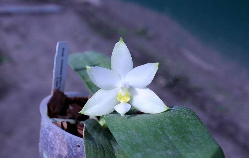 Phalaenopsis violacea alba 'Wanchiao Jungle White'.jpg