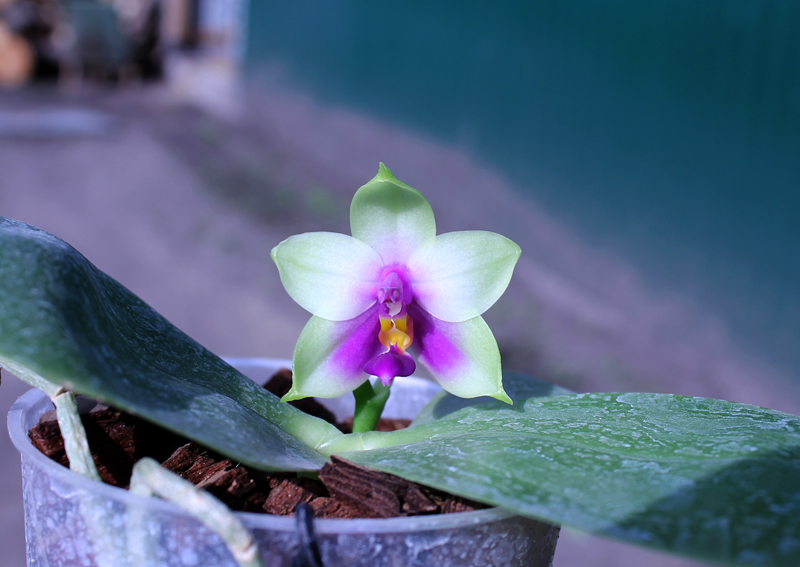 Phalaenopsis bellina 'blue'.jpg