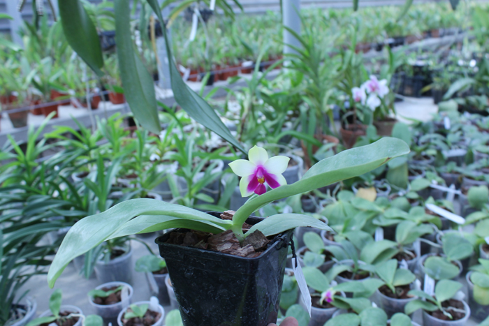 Phalaenopsis Samera x bellina.jpg