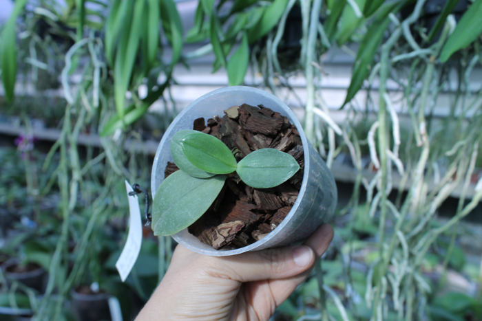 Phalaenopsis bellina (wild) x Phalaenopsis bellina (wild).jpg