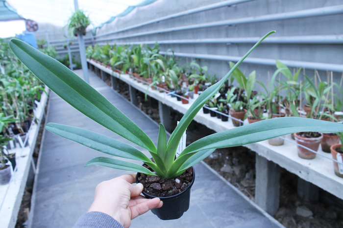 Paphiopedilum Julius Orchidfactory (rothschildianum x lowii).jpg