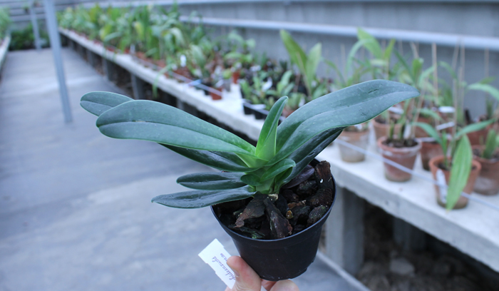 Paphiopedilum Woluwense (niveum x rothschildianum).jpg