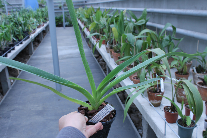Paphiopedilum Berenice (lowii x philippinense).jpg
