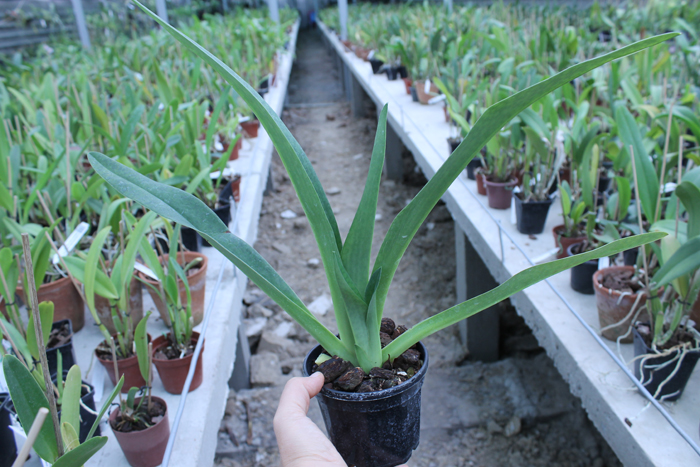 Paphiopedilum lowii x superbiens.jpg