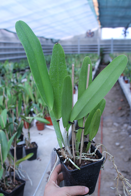 Cattleya quadricolor semi alba x Cattleya quadricolor semi alba 'Pompeu'.jpg