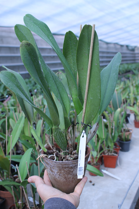 Brassolaeliocattleya Tubtim Siam.jpg
