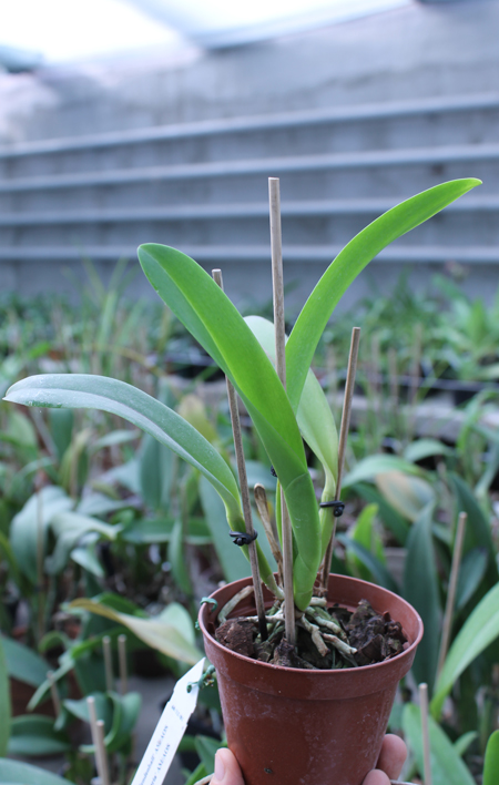 Brassolaeliocattleya Muscadine Wine.jpg