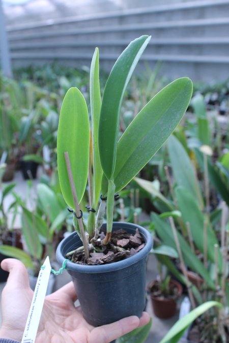 Cattleya schroderae 'Newberry' x '#2'.jpg