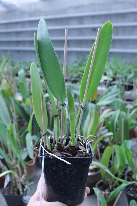 Cattleya eldorado concolor punctata 'Bela' x SELF.jpg