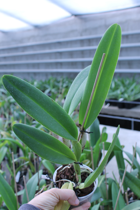 Brassolaeliocattleya George King 'Serendipity'.jpg