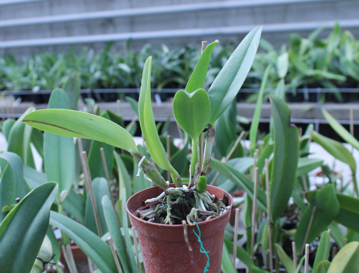 Brassolaeliocattleya Rugeley's Mill 'Mendenhall'.jpg