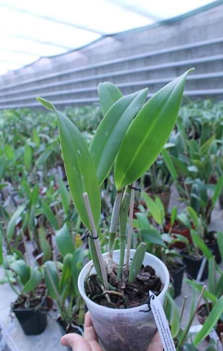 Cattleya lueddemanniana coerulea 'Pedra Azul' XXX x Cattleya lueddemanniana coerulea 'Caribe'.jpg