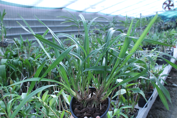 Cymbidium formosanum x erythrostylum.jpg