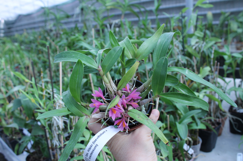 Dendrobium Hibiki (laevifolium x bracteosum).jpg
