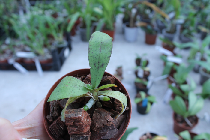 Aerangis kotschyana.jpg