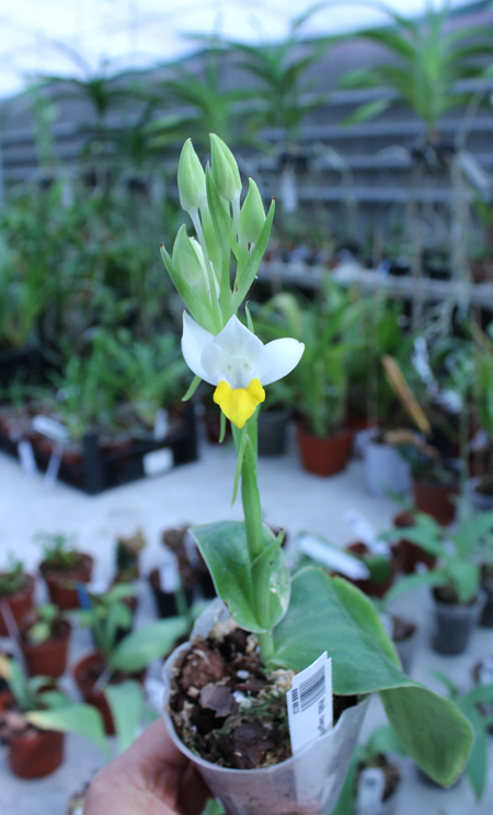 Habenaria sagarikii.jpg