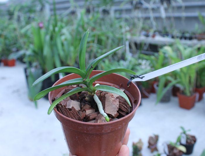 Christensonia vietnamica.jpg