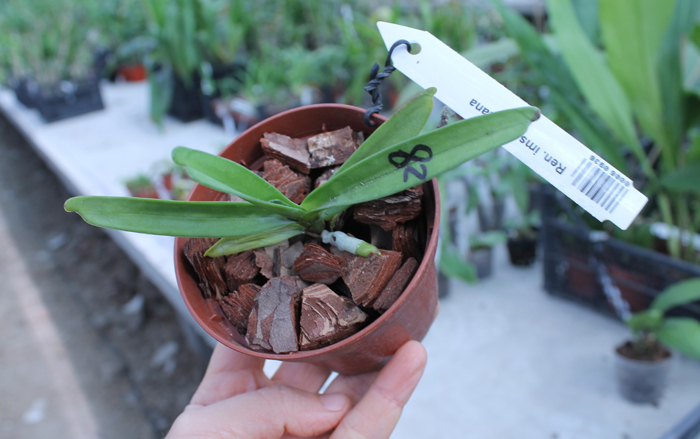 Renanthera imschootiana.jpg