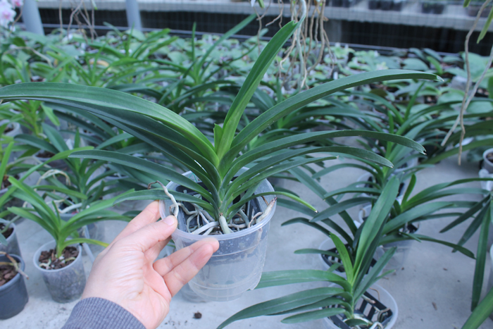 Vanda Pure Wax Pink Wimol.jpg