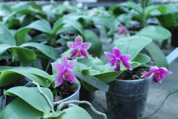 Phalaenopsis Ld Bellina Eagle x Prima.jpg