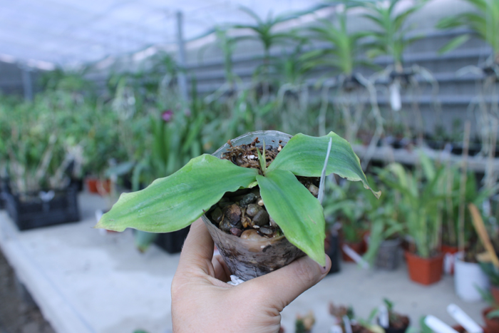 Habenaria lindleyana.jpg