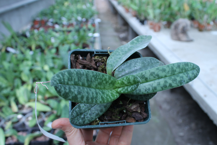 Paphiopedilum concolor.jpg