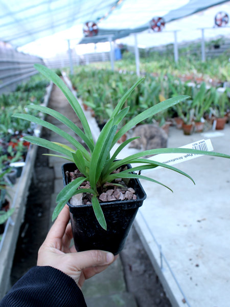 Paphiopedilum hirsutissimum.jpg