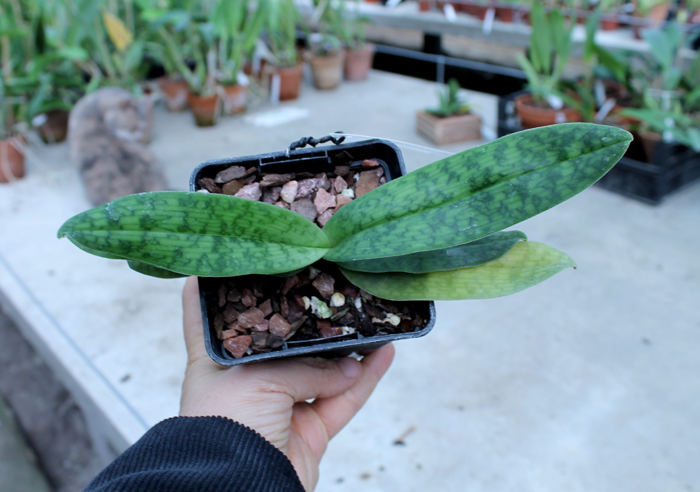 Paphiopedilum Memoria Larry Heuer (malipoense x emersonii).jpg