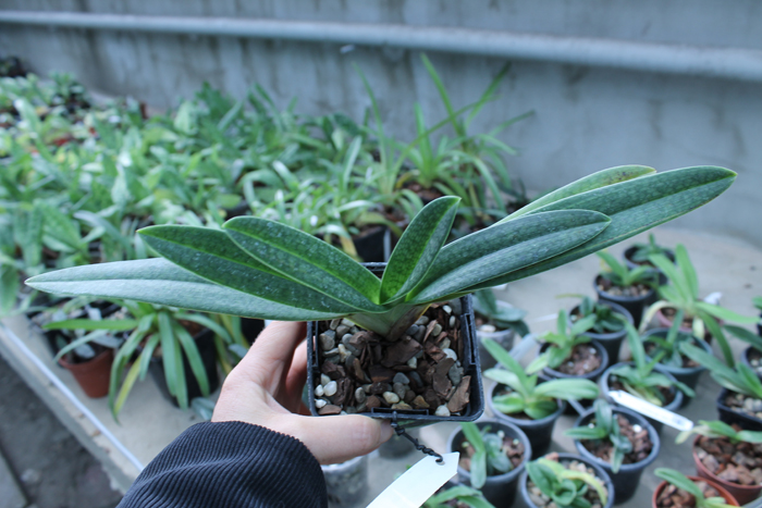 Paphiopedilum Gloria Naugle (rothschildianum x micranthum).jpg