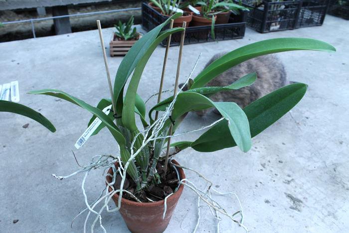 Laeliocattleya Orglade's Grand 'Yu Chang Beauty'.jpg