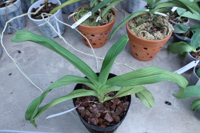 Rhynchostylis gigantea white.jpg