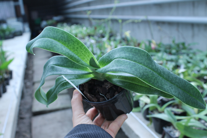 Paphiopedilum Woessner Kologod.jpg
