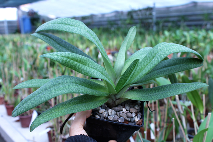Paphiopedilum Dollgoldi (armeniacum x rothschildianum).jpg