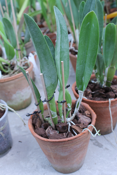 Brassavola Aristocrat (Brassavola glauca x digbyana).jpg