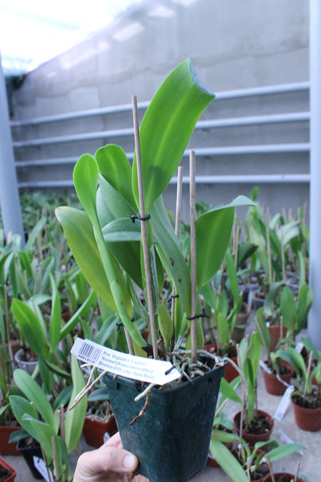 Potinara Orglade's Tradition 'Sunset'.jpg