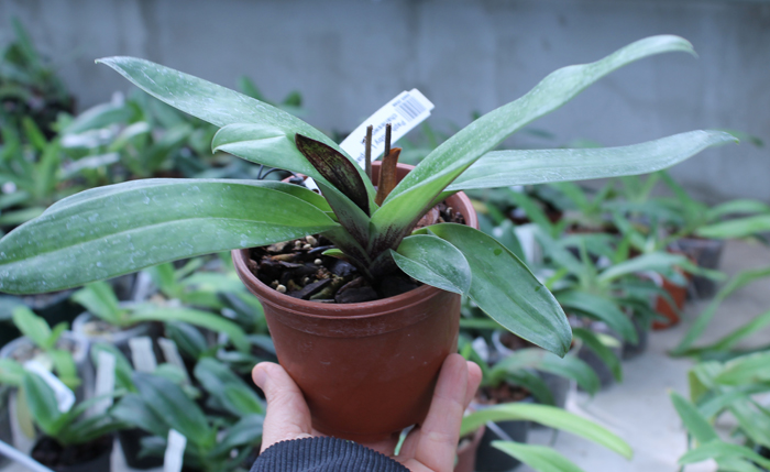 Paphiopedilum Ruby Leopard Vini x charlesworthii.jpg
