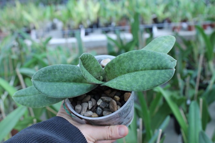 Paphiopedilum venustum.jpg