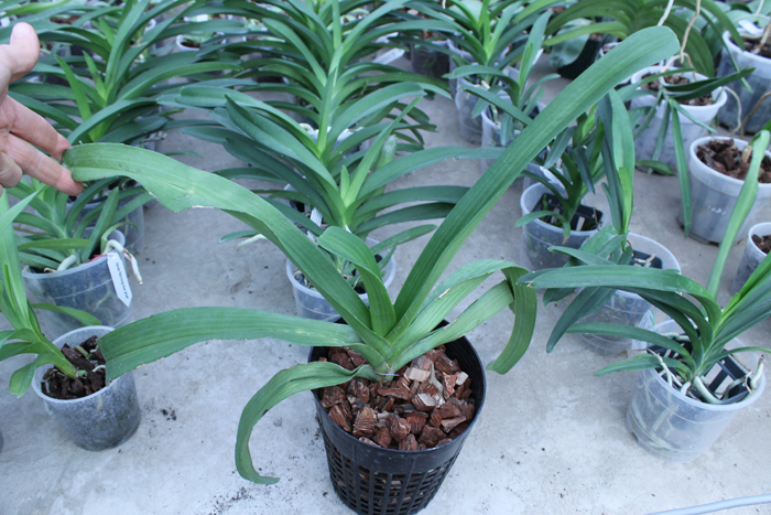 Rhynchostylis gigantea Orange-pink.jpg