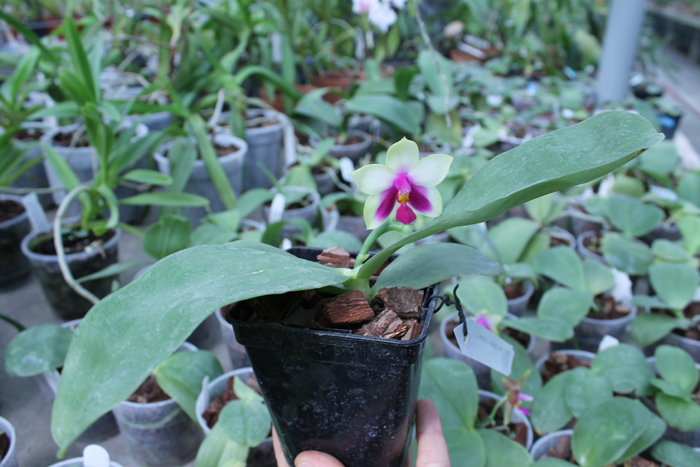 Phalaenopsis Samera x bellina.jpg
