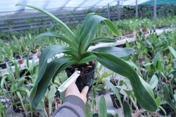 Paphiopedilum Velvet Spot x Lancer.jpg