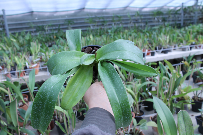 Paphiopedilum Sorcerer's Stone.jpg