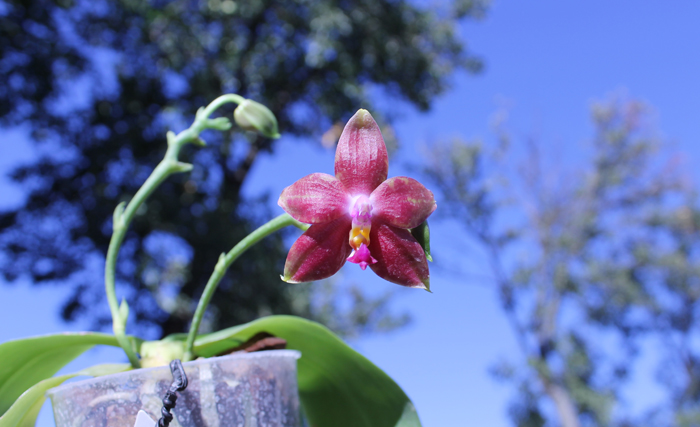 Phalaenopsis amboinensis yellow x violacea indigo.jpg