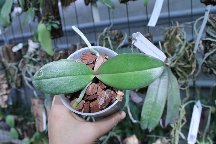 Phalaenopsis Sogo Fairyhood 'OK-82' x Leucorrhoda.jpg